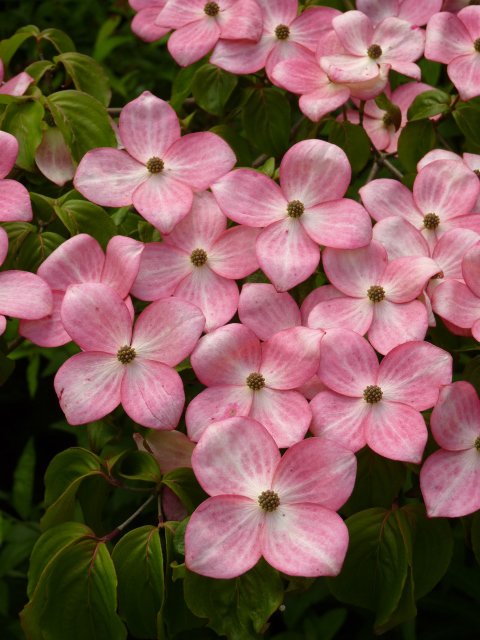 Cornus florida fleur